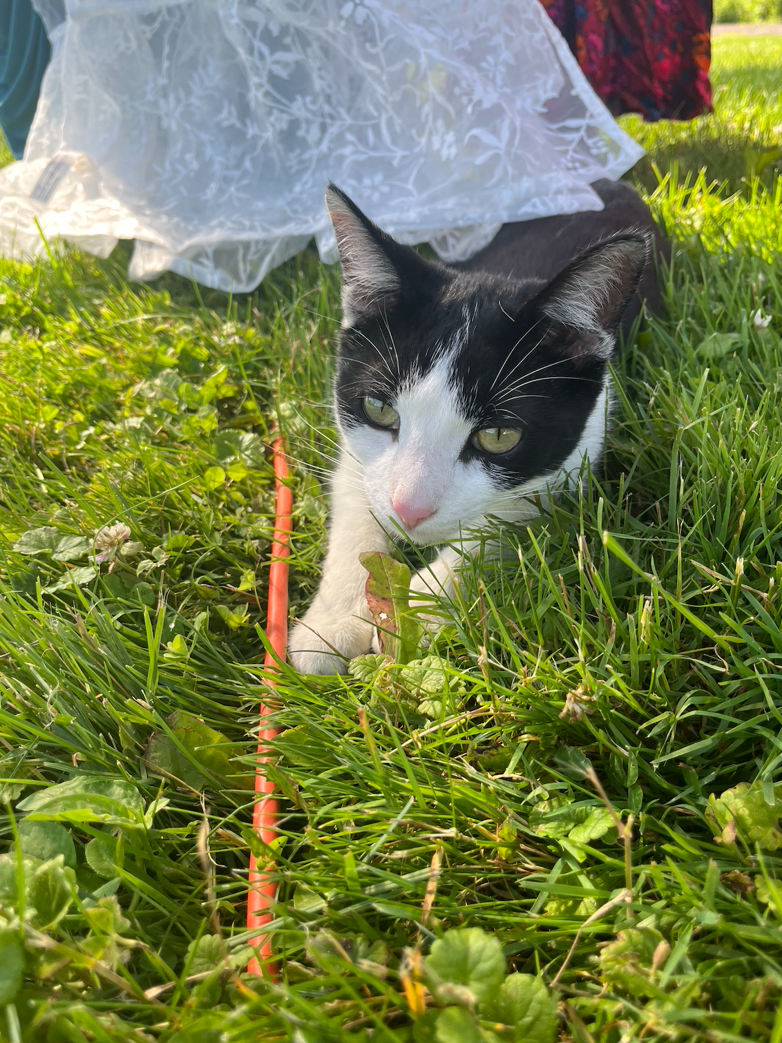 Black and white cat exploring grass on a leash