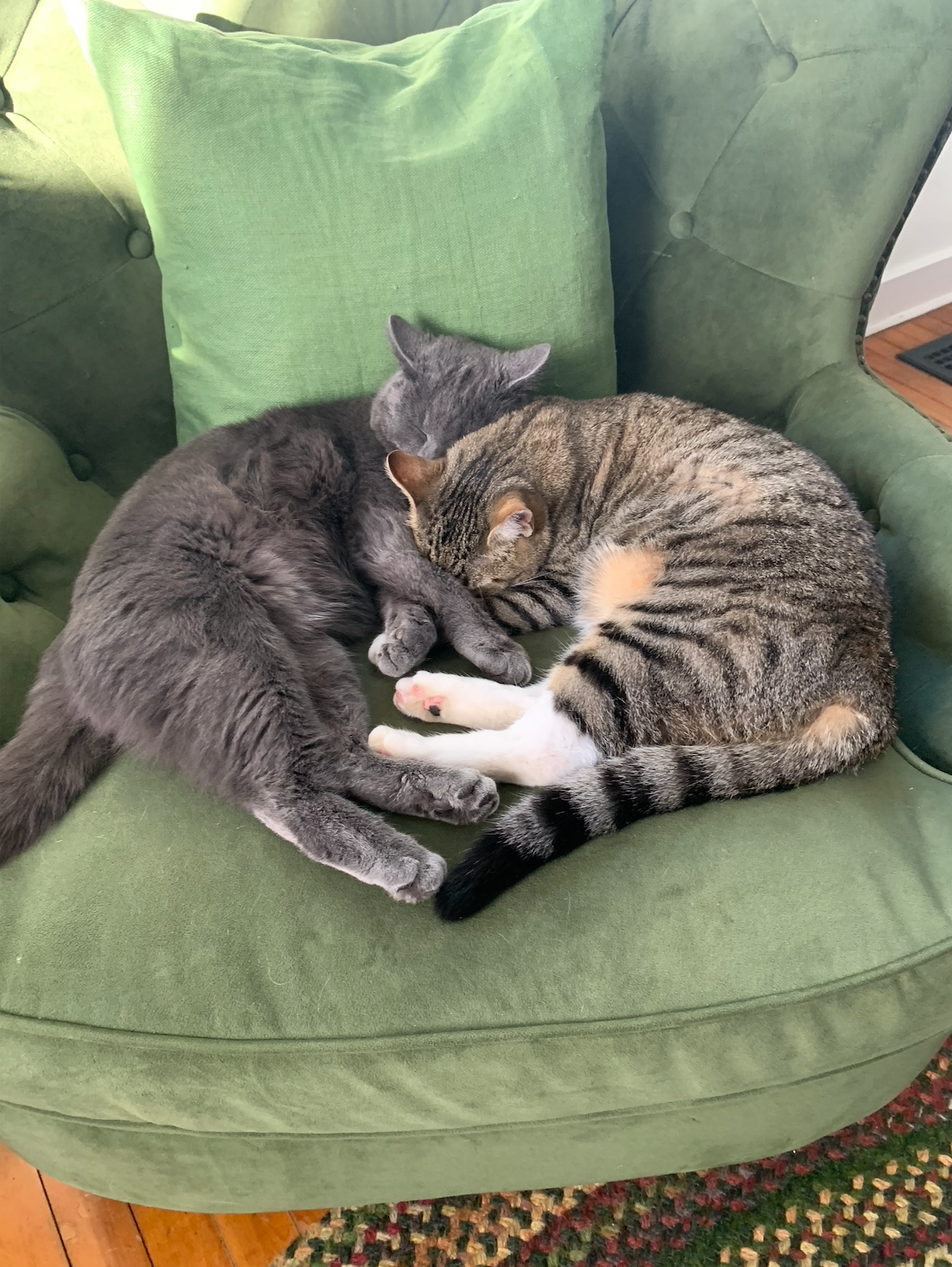 Two cats sleeping together on a green chair