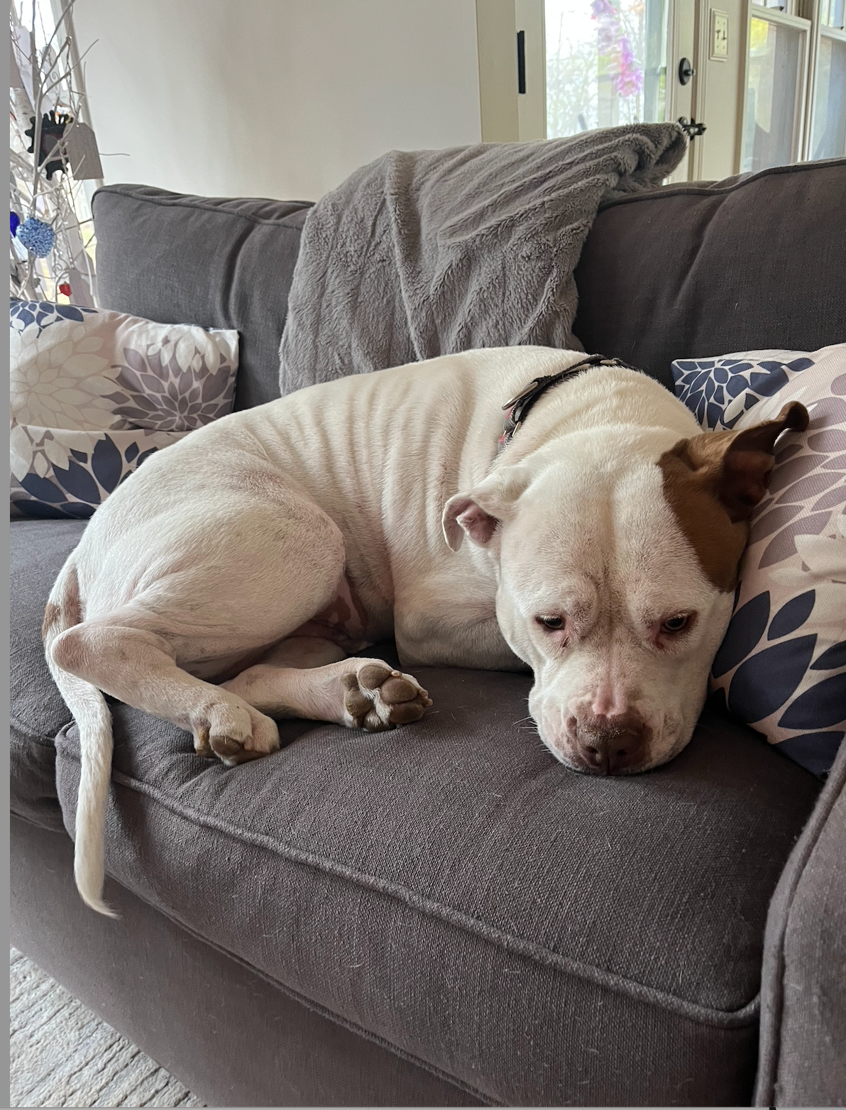 White dog resting peacefully on a sofa