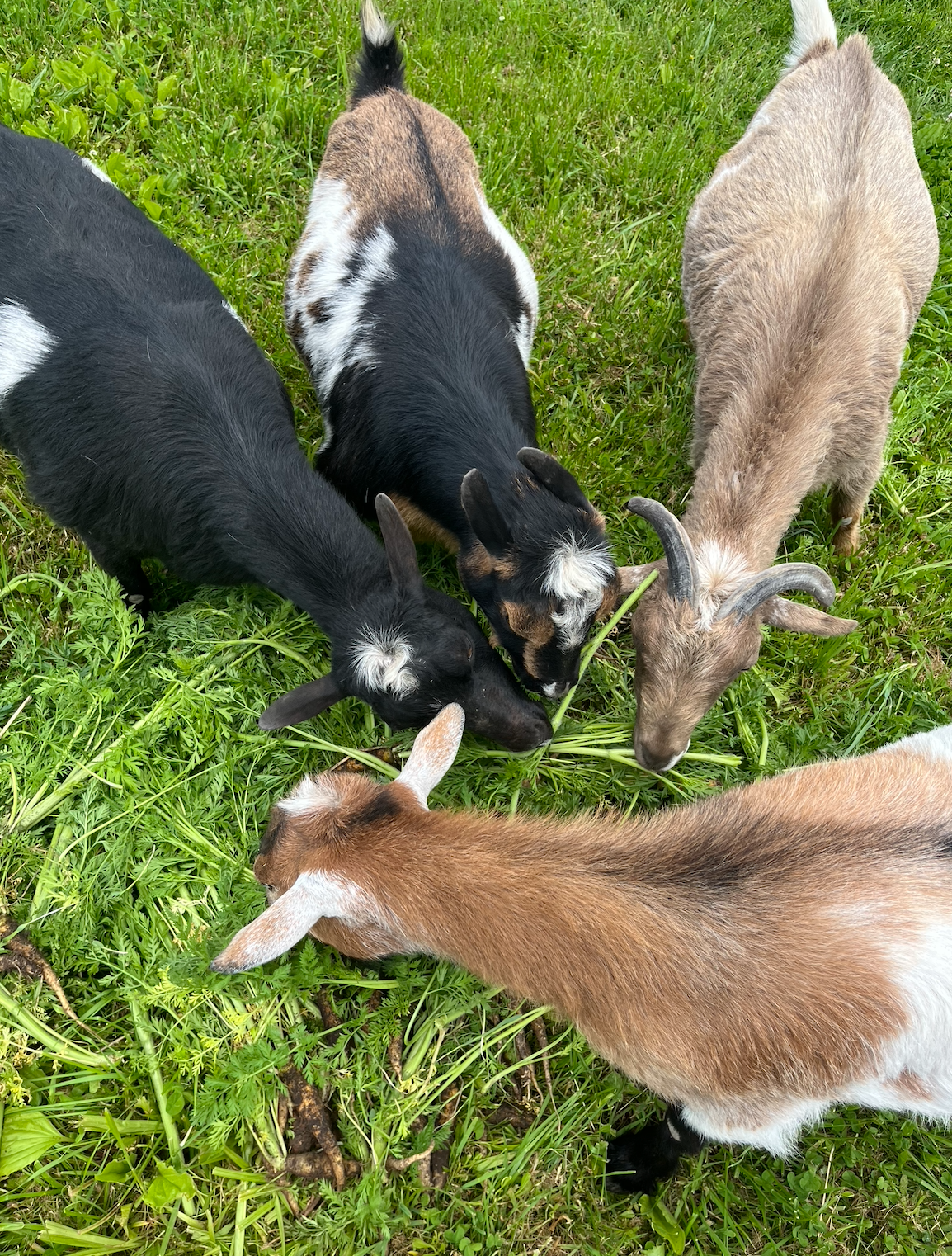 Four goats eating fresh greens outdoors