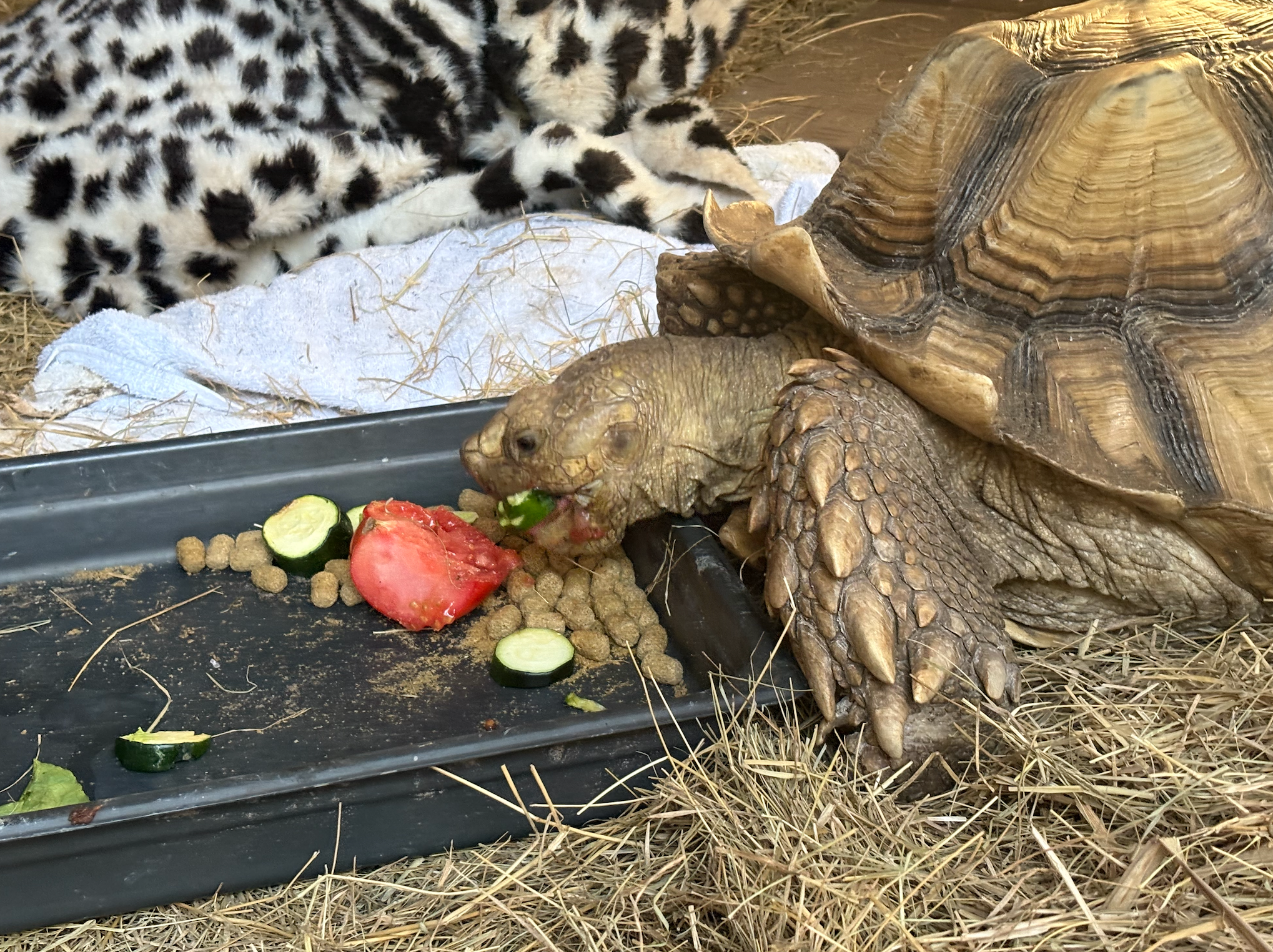 Large tortoise enjoying vegetables